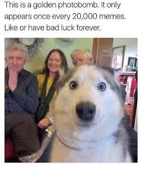 Memebase Huskies All Your Memes In Our Base Funny Memes Cheezburger
