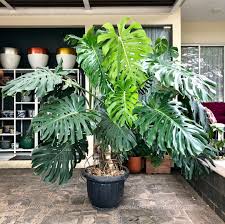 Salmanda Plants On Instagram Happy Monstera Monday Monstera Deliciosa King Salmanda Plants Hello Plants Lover Plants Indoor Plants Monstera Deliciosa