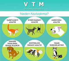 Kisirlastirma Odtu Hayvan Dostlari