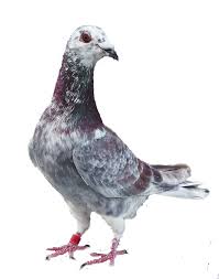 Exhibition Sale Pigeons Rural Fair Ukraine Stock Photo 1287939907 |  Shutterstock
