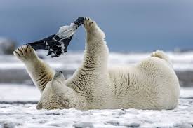 Black Bear Vs Grizzly Bear Size Difference Polar Bear Looks Like She S Trying On A Pair Of Pants For Size Polar Bear Polar Bear Hunting Male Bear