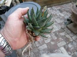 Image result for Humularia minima