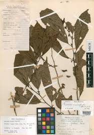 Image result for Rinorea laurentii