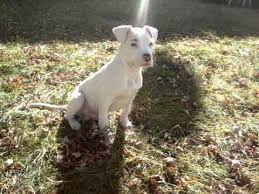 The american staffordshire terrier, otherwise known as the amstaff, is a very bulky and muscular dog. White American Pitbull Terrier 2011 Youtube