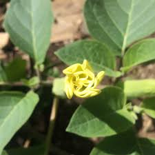 Plant & flower essences indications. Hwwji6drrupebm
