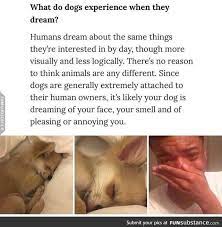 What Do Dogs Dream Of Funsubstance Dogs Funny Animal Memes Funny Dog Memes