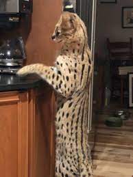 The serval (leptailurus serval) is a wild cat native to africa. Spartacus The Serval Cat Found Safe After Escape From Home Katu