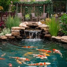 Koi Pond Maintenance: 6 Steps to Clear Water and Healthy Fish - The  Environmental Blog