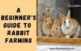 I particularly loved the answer which. A Beginner S Guide To Rabbit Farming Ebook Included