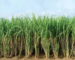 Sugar cane is a tall tropical plant. Sugarcane Health Benefits Of Eating Sugarcane And Drinking It S Juice Bliss Returned Sugarcane Juice Sugarcane Sugar Cane Plant