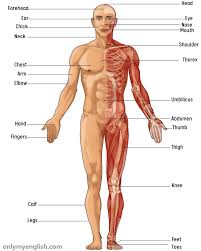 Discover the muscle anatomy of every muscle group in the human body. Human Body Parts Name List In English With Image Onlymyenglish