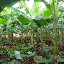 Cara tanam pohon pisang agar pohon tidak tinggi,biasanya pisang yang ditanam secara normal maka pohon pisang. Aura Marvelous Cara Menanam Pisang Berangan Maklumat