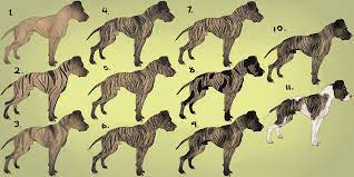 Brindle Tutorial By Cielocadono On Deviantart