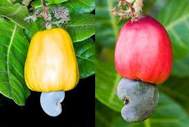 Image result for Anacardium occidentale