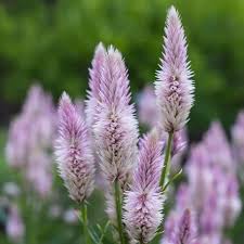 Image result for Celosia argentea
