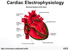Cardiac Electrophysiology In 2020 Cardiac Cardiology Medical Textbooks