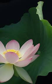 Pin On Flowers