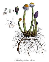 Image result for Balanophoraceae