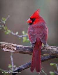Birds That Look Like Cardinals Pin On Birding