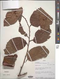 Image result for Strombosiopsis tetrandra