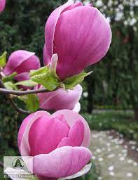 Magnolia X Soulangeana Lennei Magnolia Soulangea Lennei Trees To Plant Magnolia Flower Flowers