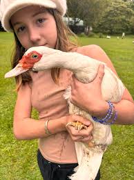 Abandoned duckling in Prescott, AZ needs a new home