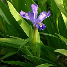 If you are 'native to a place you were born there. Michigan State Wildflower Dwarf Lake Iris Iris Lacustris From Netstate Com