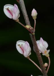 Image result for Hylodesmum repandum