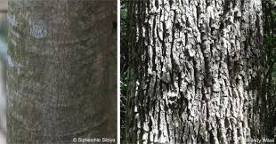 Image result for Faurea