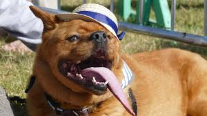 Hässlichster Hund der Welt: Scooter wurde vor dem Einschläfern gerettet |  STERN.de