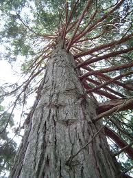 Image result for ramas de libocedro arbol