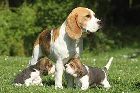 Yes, we at dogspot advocate adoption of dogs instead of buying a find dogs and puppies available for adoption and at our site. Beagle Puppies For Sale Akc Puppyfinder