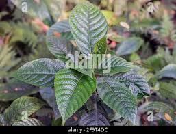 Image result for Tragia stipularis