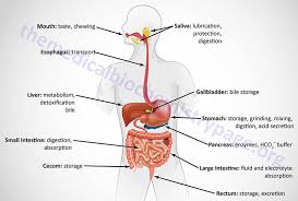 Webmd explains the digestive system, from the top to bottom. Digestion And Digestive Processes The Medical Biochemistry Page