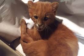 Check spelling or type a new query. Jugendliche Adoptiert Katze Doch Die Ist In Echt Ein Puma