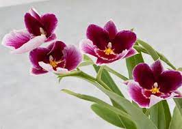 How To Care For A Miltonia Orchid Giving Plants Blog Orchid Plant Care Miltonia Orchid Orchid Care Rebloom
