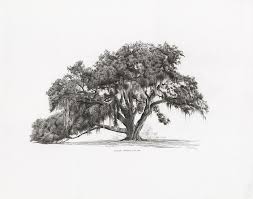 Cellon Oak Florida Champion Live Oak By Richard Devine Oak Tree Drawings Tree Drawing Tree Drawings Pencil