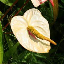 Anthurium Andraeanum Anthurium Flamingo Lily Flamingo Flower Oilcloth Flower Tail Flower Hawaiian Plants And Tropical Flowers