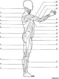 Muscle Blank Drawing Anatomy Class Muscle Anatomy Anatomy