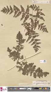 Image result for Lygodium kerstenii