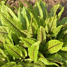 Image result for Rumex sanguineum