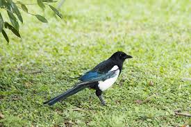 Punya burung kacer yang masih anakan atau baru saja mengalami drop mental, berikut kami hadirkan terapi sederhana supaya burung kenari anda bisa kembali gacor. Begini Cara Merawat Burung Kacer Kenari Dan Murai Panduan Lengkap