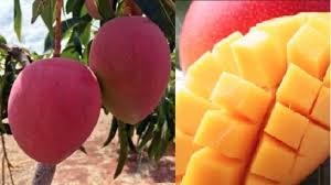 The flesh is orange in colour and tender filled with strong mango. Mmbcyzpvj1ztgm