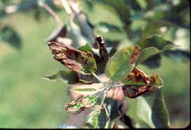 On this page, fruit growers will find information and tips on managing diseases, fruit bugs, and insect pests on crops such as apples, pears, grapes, and berries. Great Pictures Showing Diseases On Fruit Trees Fruit Garden Fruit Trees Pruning Fruit Trees
