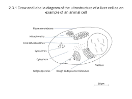 You will be using the microscope in your biology study. Topic 2 Cells Eukaryotes Ppt Download