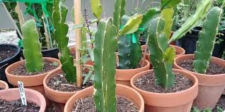 Dragon fruit seeds are small and very fragile, so handle with care. Growing Dragon Fruit Pitaya Information Kisan Central
