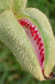 •collect the seeds as soon as the pods begin to open (the harder the outer shell how do you think about the answers? Lilac Gate Peony Seed Pods Seed Pods Seeds Fruit Seeds