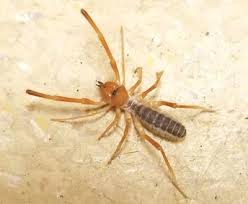 Today i'll show you how! Camel Spiders Found Here News Themountainmail Com