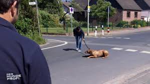 Sie ist immer noch ledig und geht kaum aus dem haus. she's still unmarried and hardly ever leaves the house. Der Hundeprofi Simba Will Nicht Mit Frauchen Spazieren Gehen