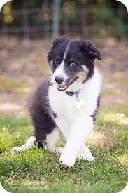 Pin On Border Collies Available For Adoption